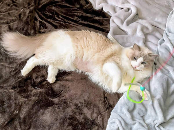 猫ラグドールペットシッター