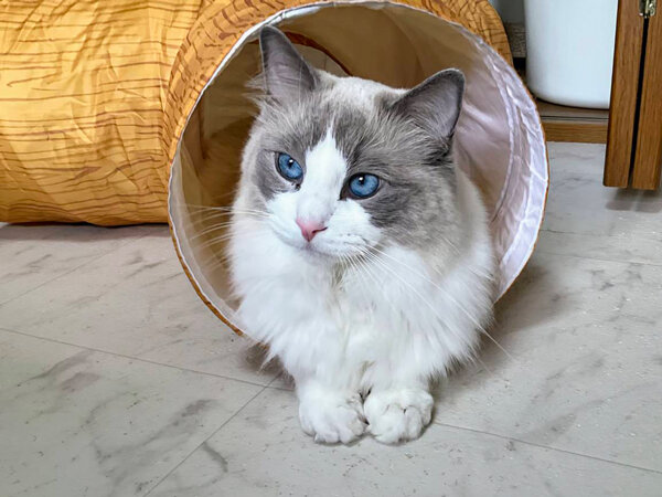猫ラグドールペットシッター