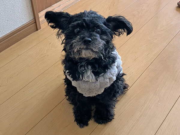 小型犬チワワ×トイプードルペットシッター