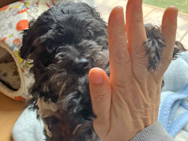 小型犬チワワ×トイプードルペットシッター