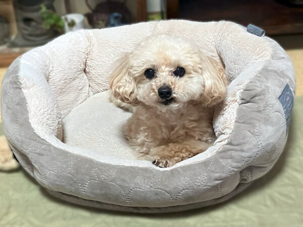 小型犬トイプードルペットシッター
