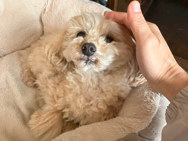 小型犬トイプードルペットシッター