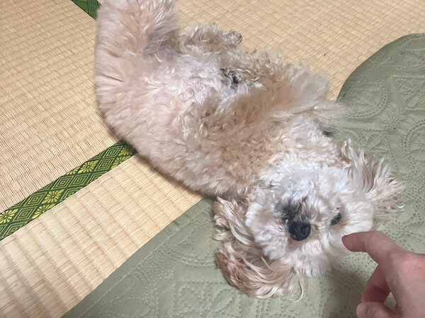 小型犬トイプードルペットシッター
