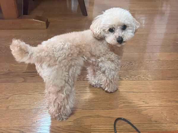 小型犬トイプードルペットシッター