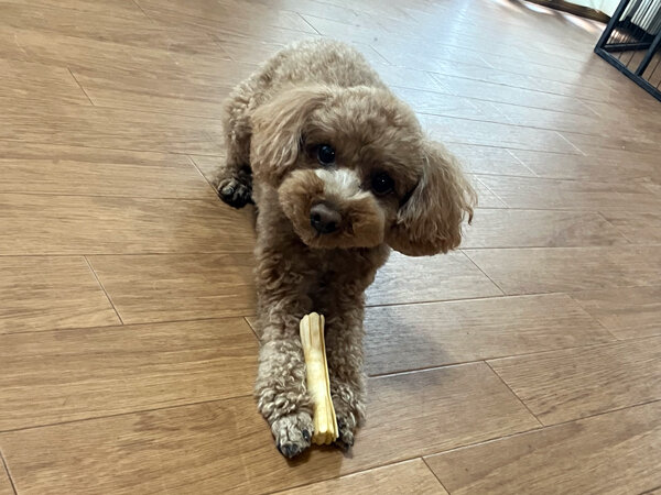 小型犬トイプードルペットホテル