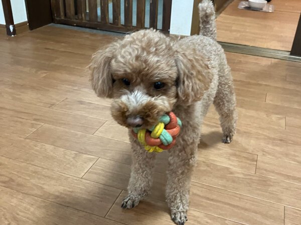 小型犬トイプードルペットホテル