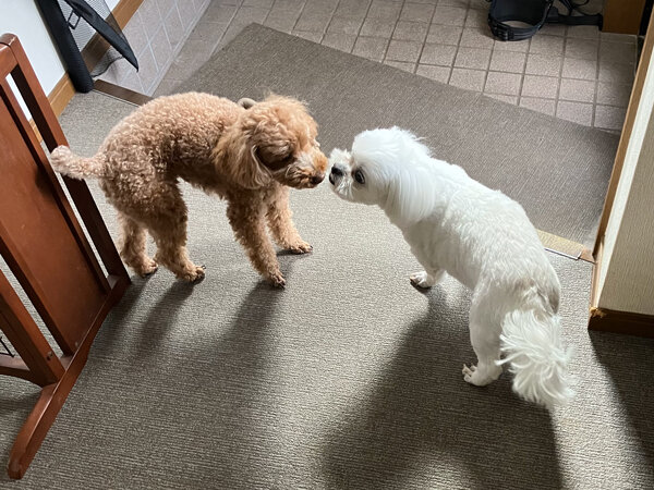 小型犬トイプードルペットホテル