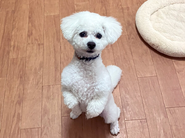 小型犬ビションフリーゼペットホテル