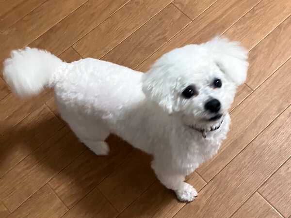 小型犬ビションフリーゼペットホテル