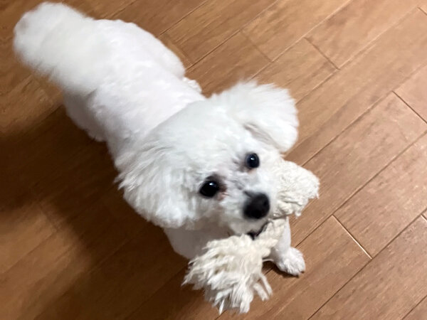 小型犬ビションフリーゼペットホテル