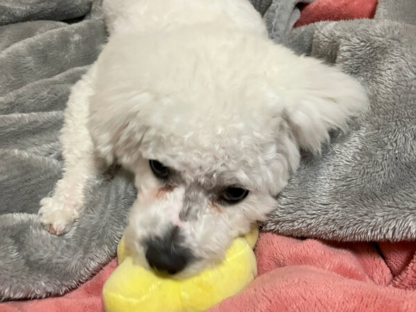 小型犬ビションフリーゼペットホテル