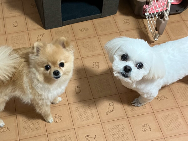 ペキニーズ×ビションフリーゼペットホテル