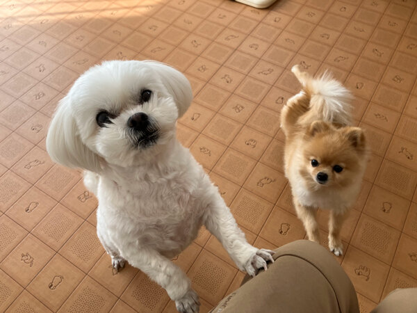 ペキニーズ×ビションフリーゼペットホテル