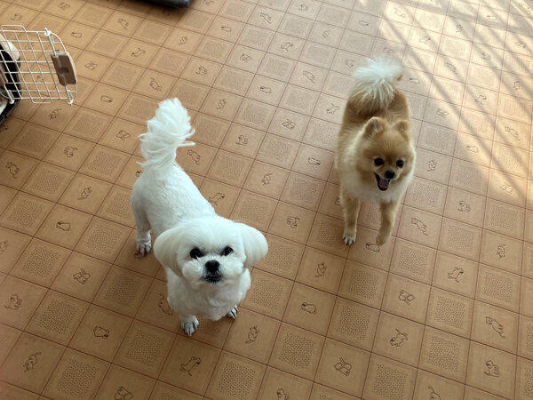 小型犬ポメラニアンペットホテル
