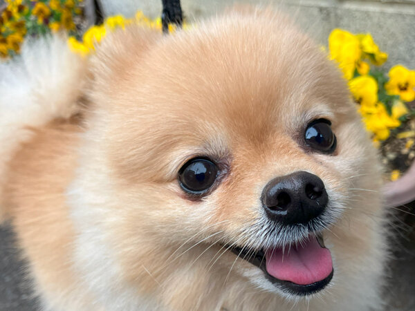 小型犬ポメラニアンペットホテル