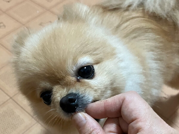 小型犬ポメラニアンペットホテル