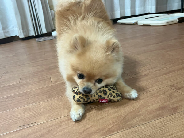 小型犬ポメラニアンペットホテル