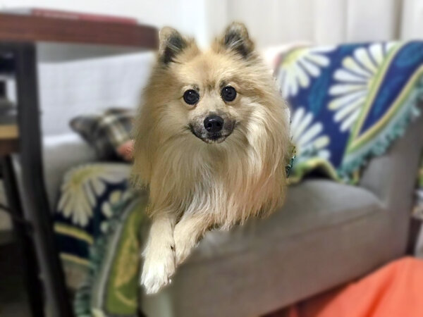ポメラニアン✕パグのMIX小型犬ペットシッター