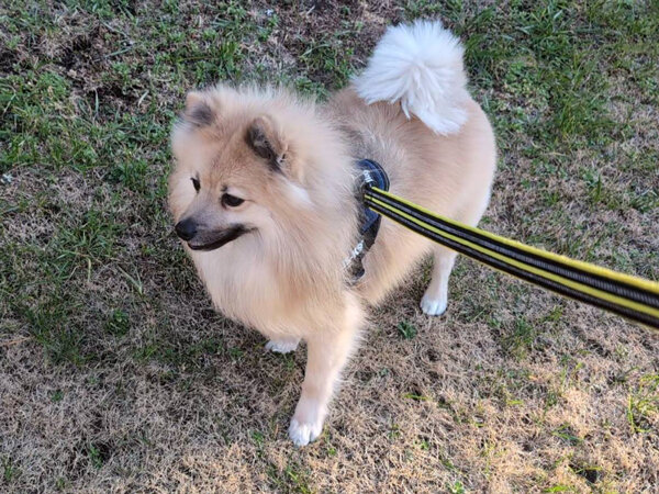 ポメラニアン✕パグのMIX小型犬ペットシッター
