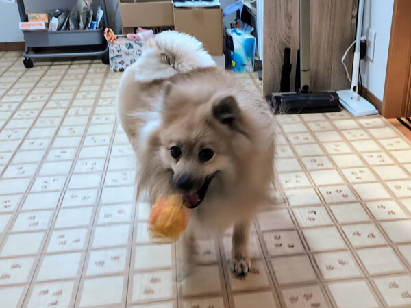 ポメラニアン✕パグのMIX小型犬ペットシッター