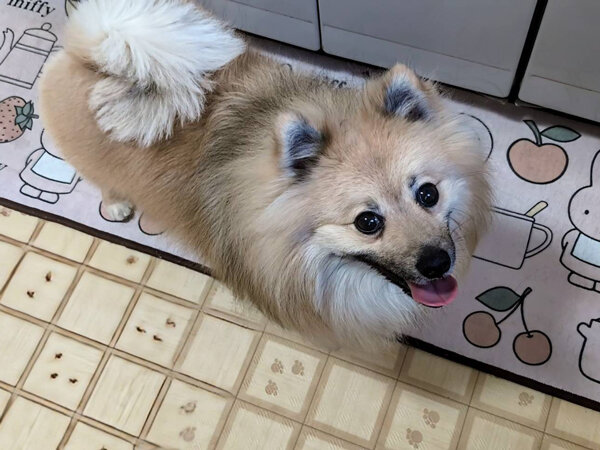 ポメラニアン✕パグのMIX小型犬ペットシッター