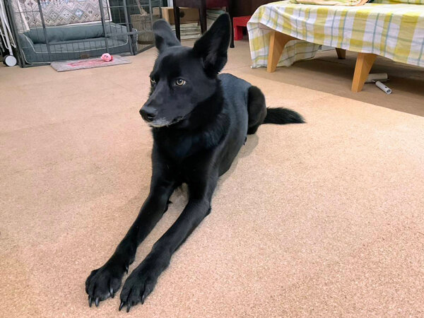 中型MIX犬ペットシッター