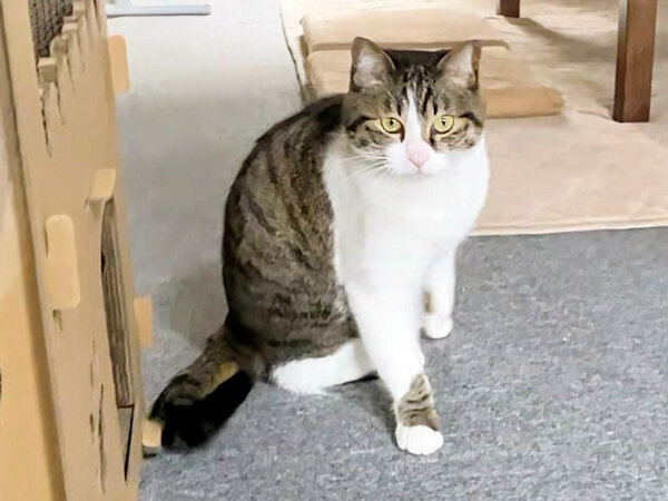 猫ペットシッター