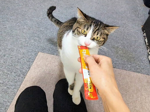猫ペットシッター