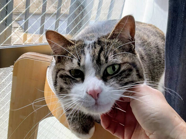猫ペットシッター