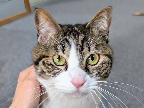 猫ペットシッター