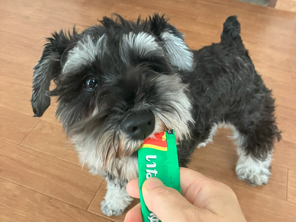 小型犬ミニチュアシュナウザーペットホテル