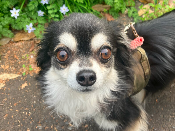 小型犬チワワペットホテル