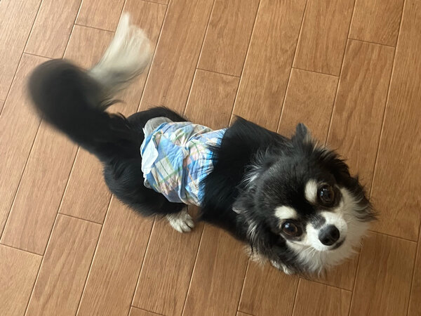 小型犬チワワペットホテル