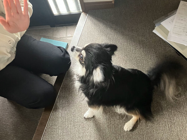 小型犬チワワペットホテル