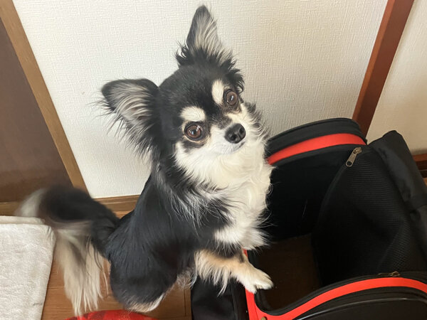 小型犬チワワペットホテル