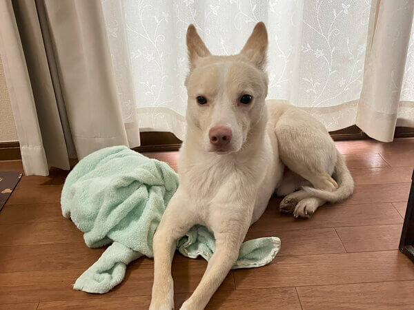 MIX中型犬ペットホテル