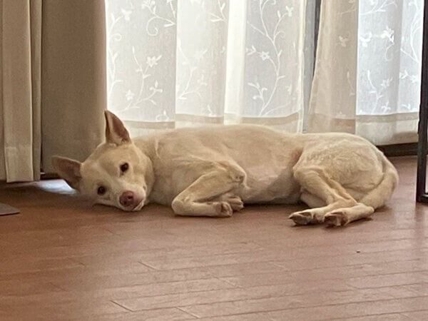 MIX中型犬ペットホテル