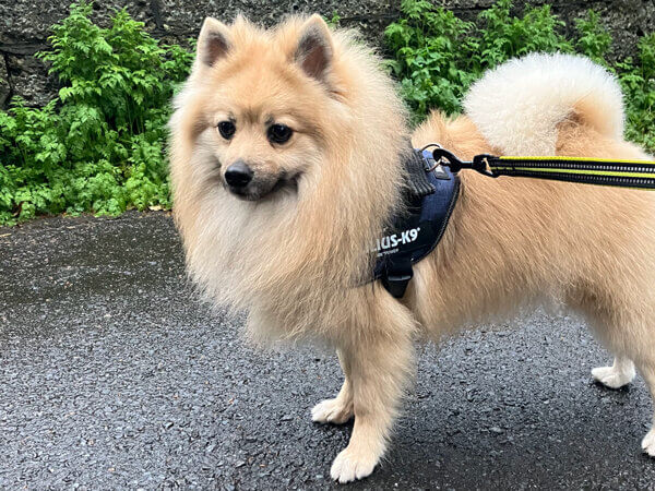 小型犬MIX犬ポメラニアン×パグペットホテル