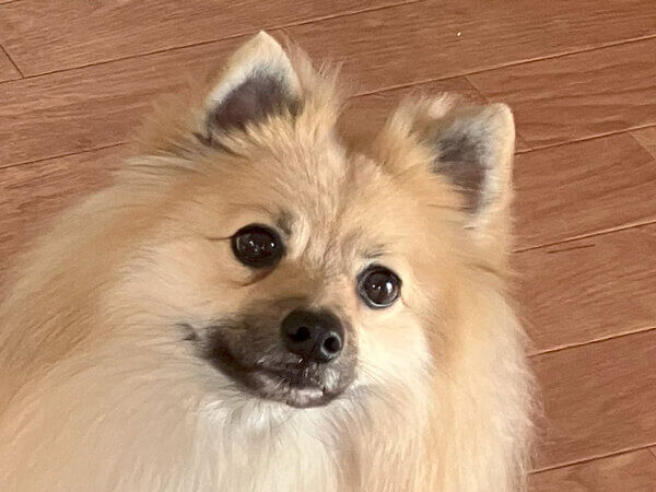 小型犬MIX犬ポメラニアン×パグペットホテル