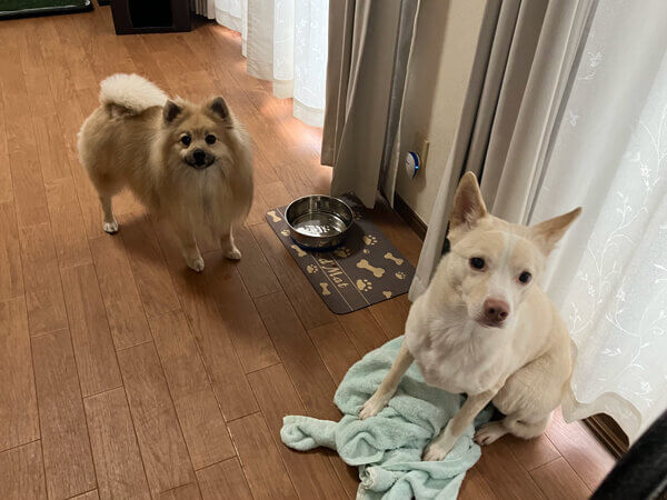 小型犬MIX犬ポメラニアン×パグペットホテル