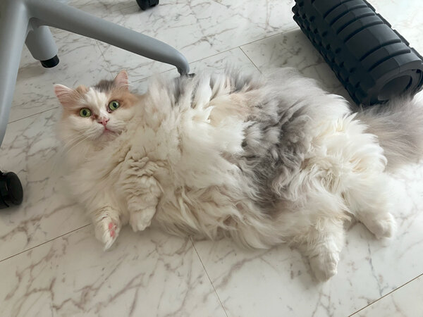 猫マンチカンペットシッター