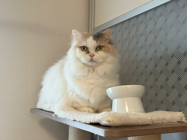 猫マンチカンペットシッター