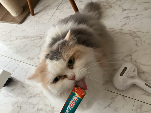 猫マンチカンペットシッター