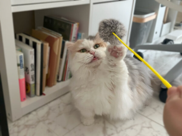猫マンチカンペットシッター