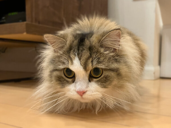 ラガマフィン猫ペットシッター