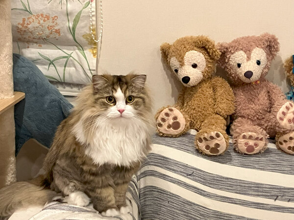 ラガマフィン猫ペットシッター
