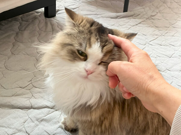 ラガマフィン猫ペットシッター