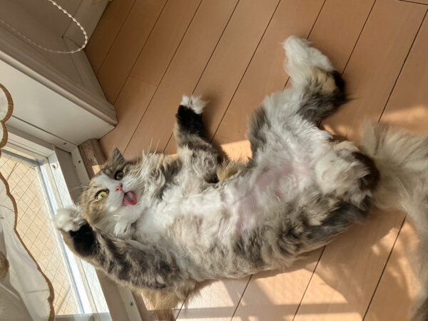 ラガマフィン猫ペットシッター