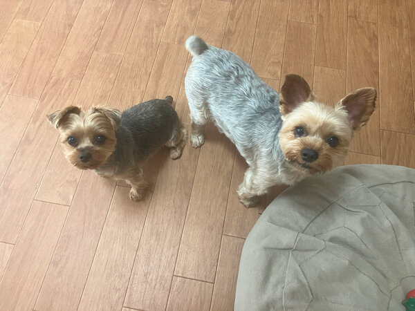 小型犬ヨークシャテリアペットホテル
