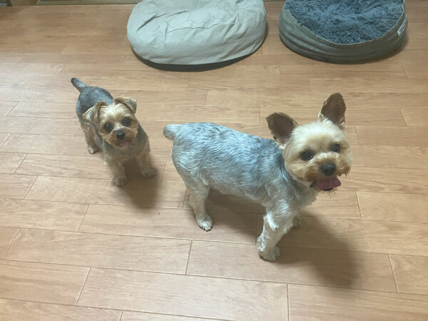 小型犬ヨークシャテリアペットホテル